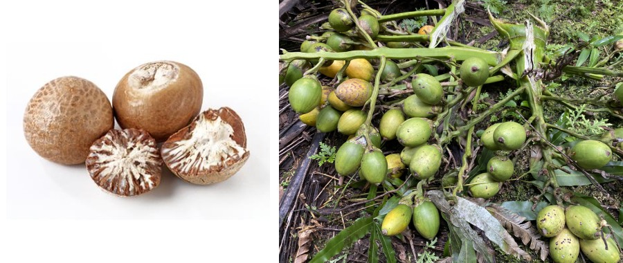 Benefits of betel nut in diabetes